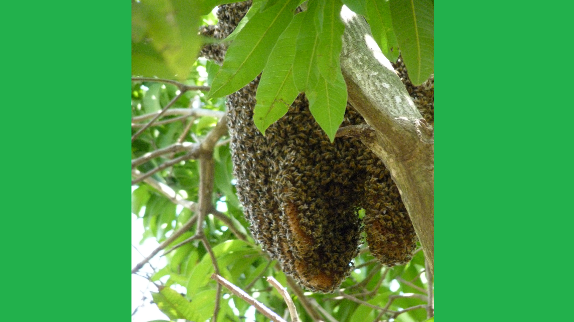 6. The Sweet Buzz of Opportunity – Beehives – Tanzania