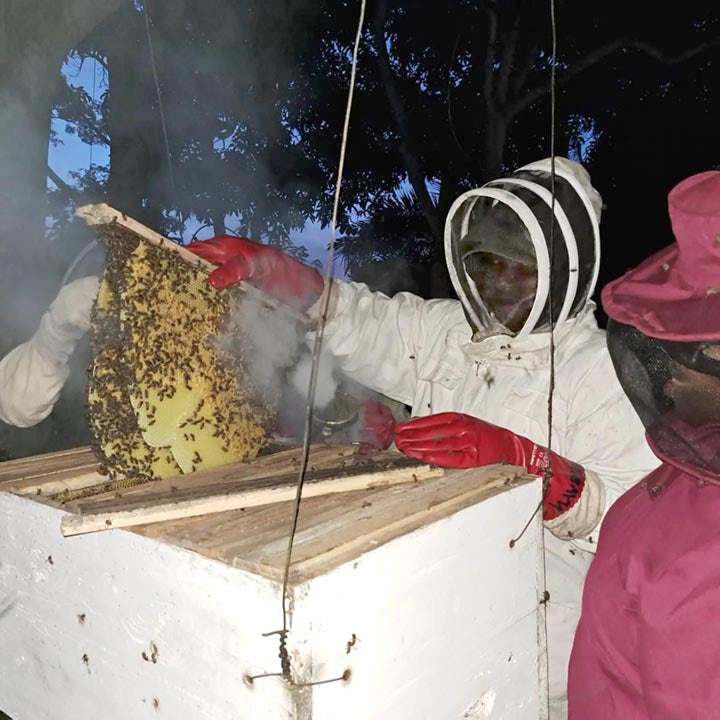 17. Beehive and training